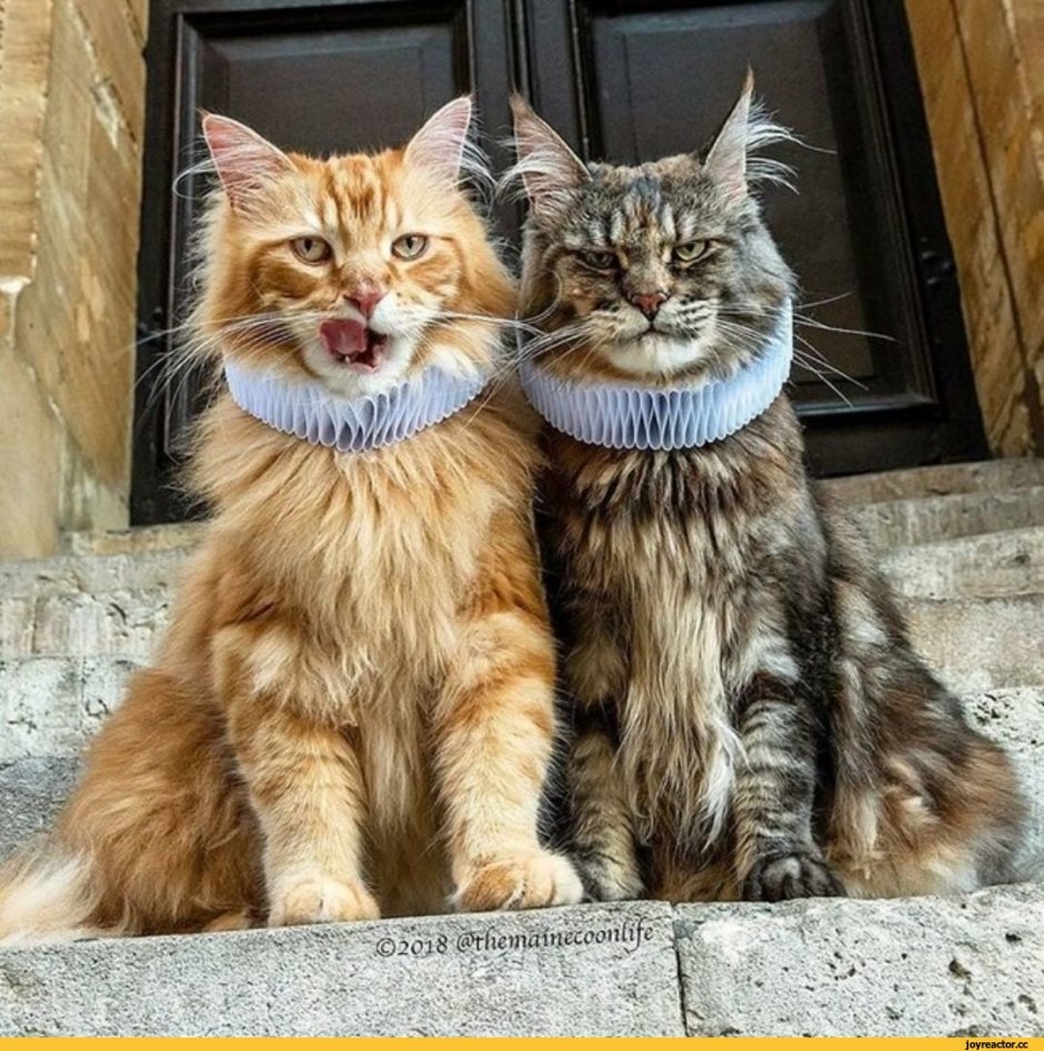 Кот и сладкое