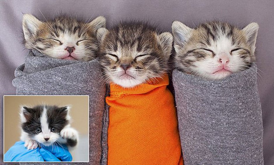 Три кошки смешные