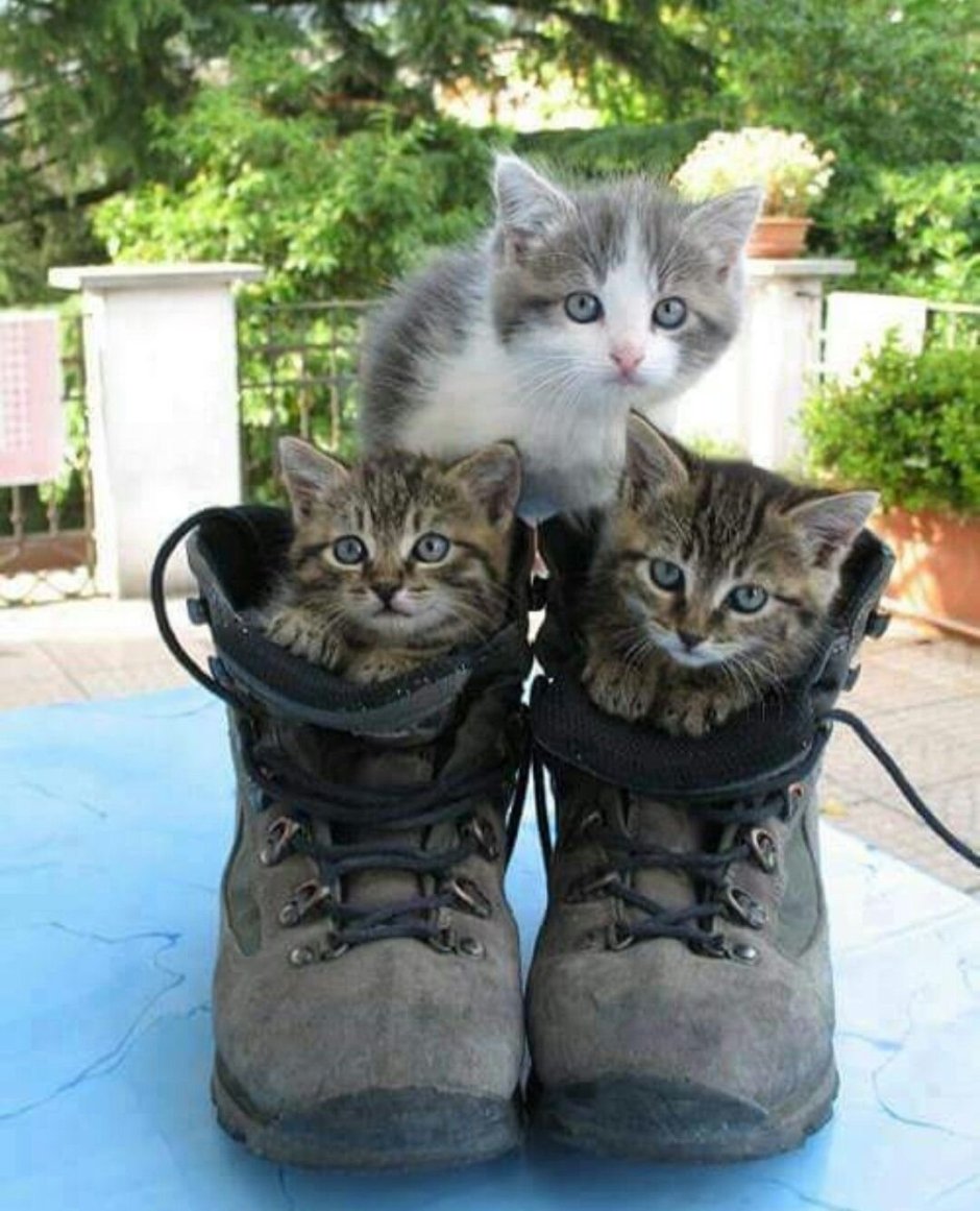 Кошки друзья