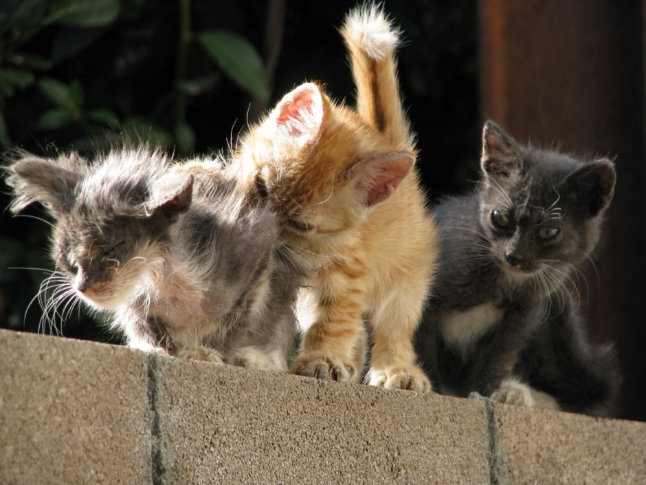 Много котов