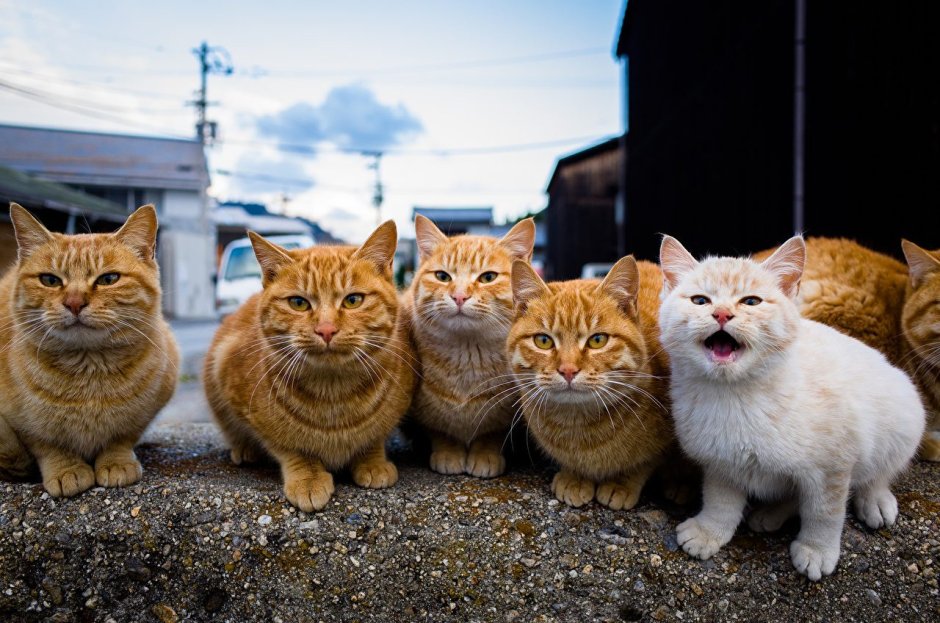 Март коты