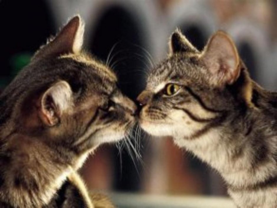 Котики дружат