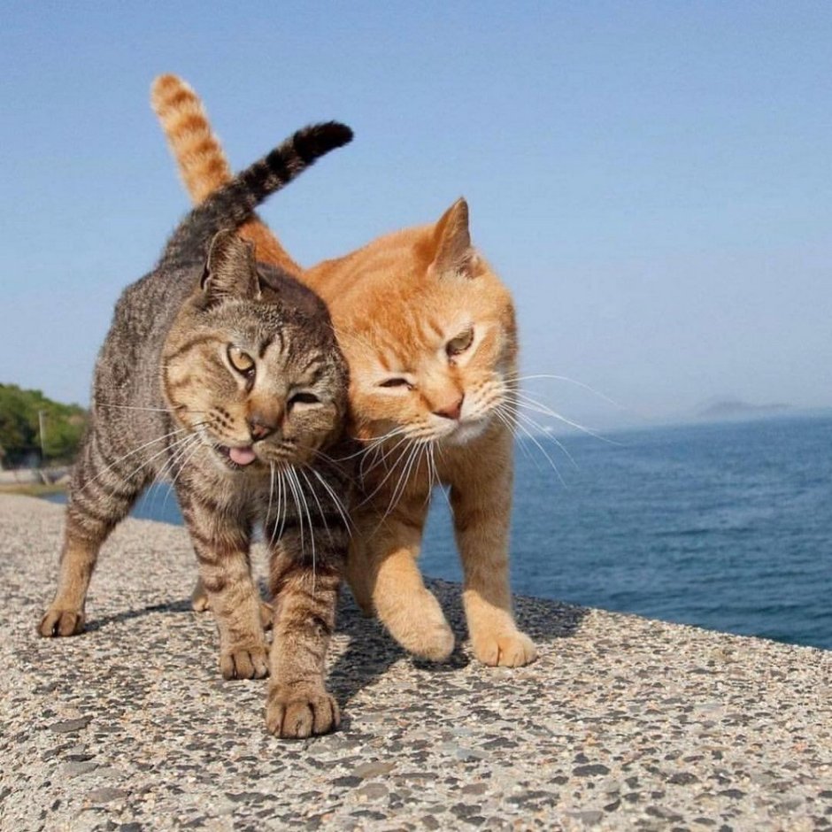 Кот и кошка на море