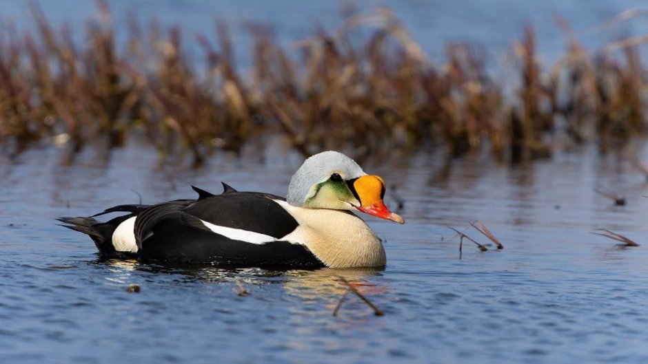 Тюмень утки селезень фото