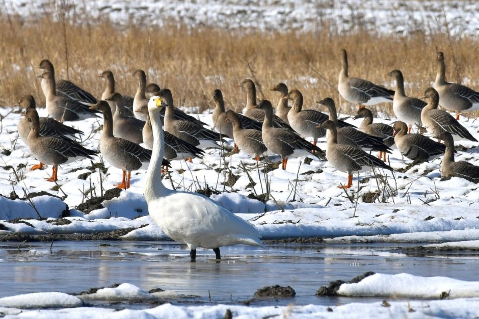 Перелетные птицы Ямала