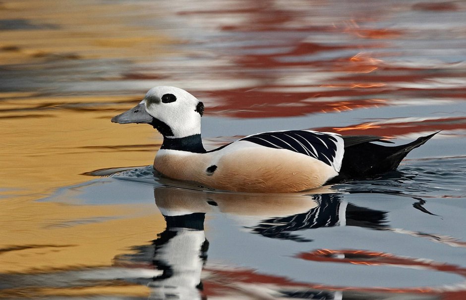 Стеллерова Гага