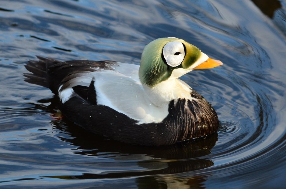 Очковая Гага птенцы