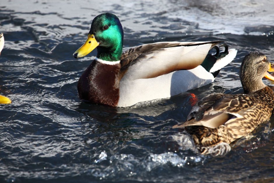 Кряква Болотная