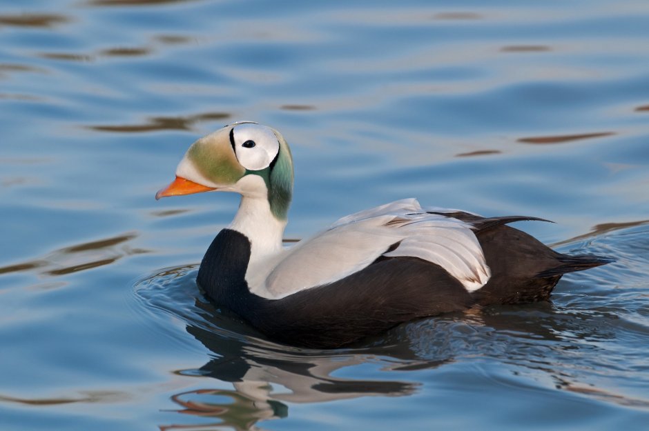 Очковая Гага Somateria fischeri