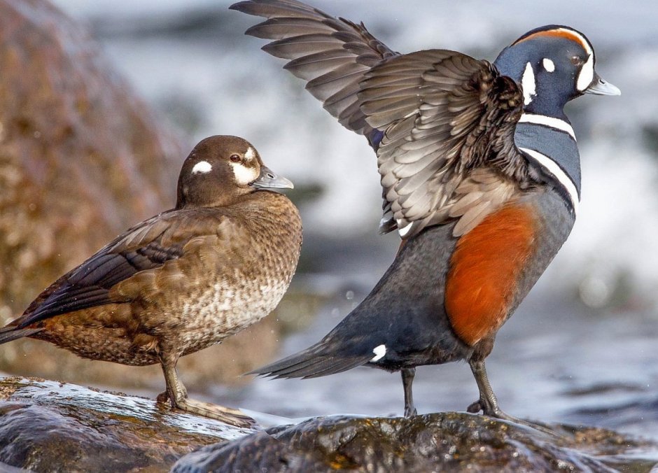 Каменушка тундра