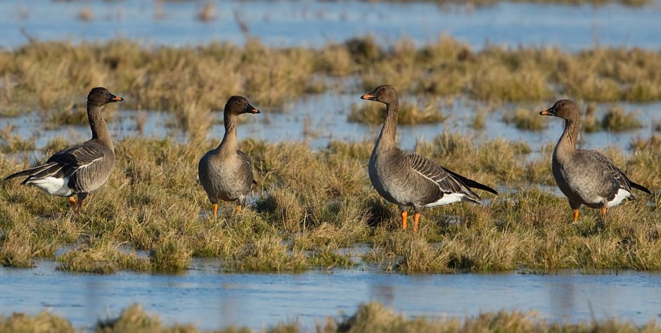 Дикий Гусь гуменник
