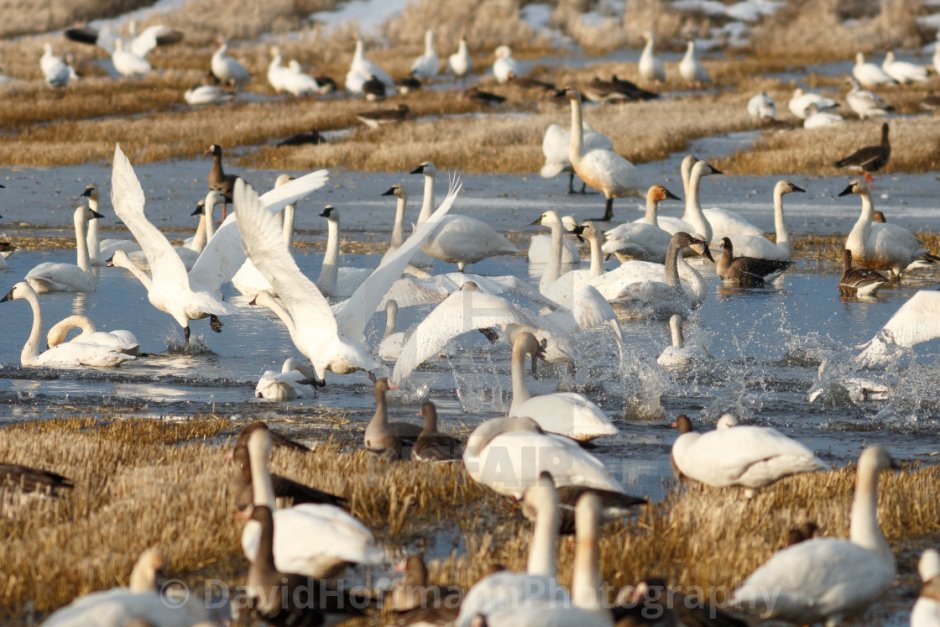 Лебеди в тундре Салехарда