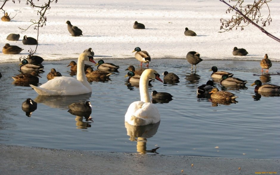 Утки на зимнем пруду