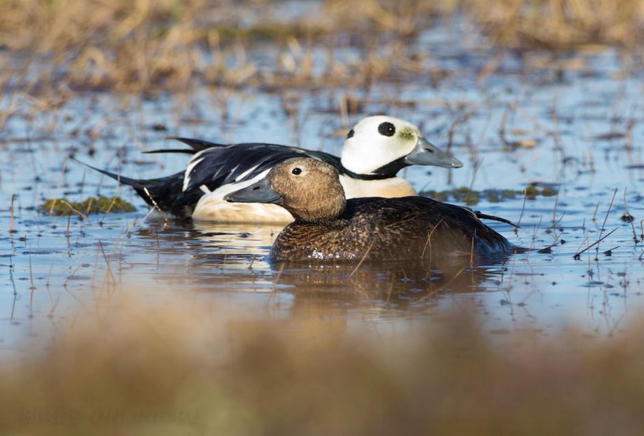 Стеллерова Гага