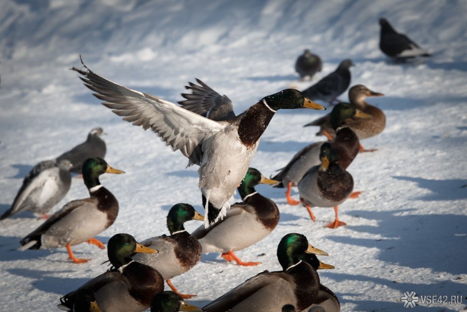 Водоплавающие птицы Кузбасса