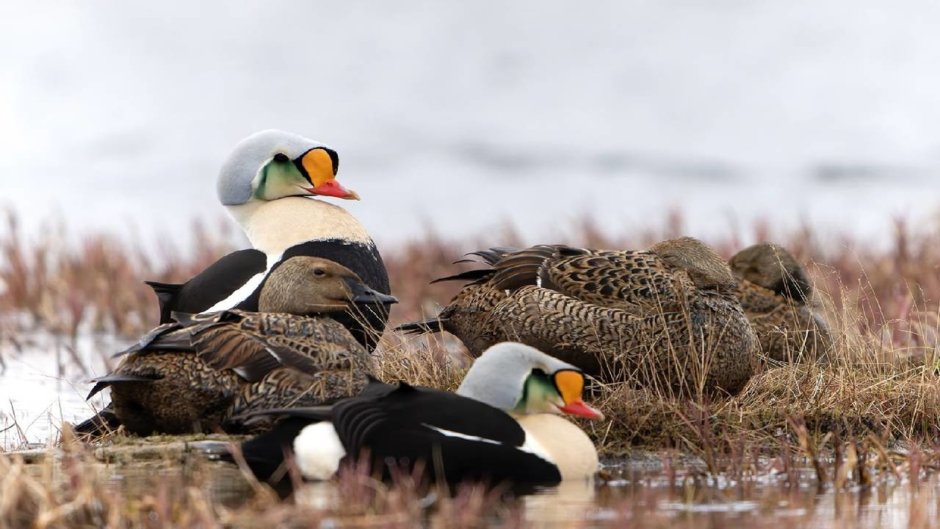 Утка тундра фото