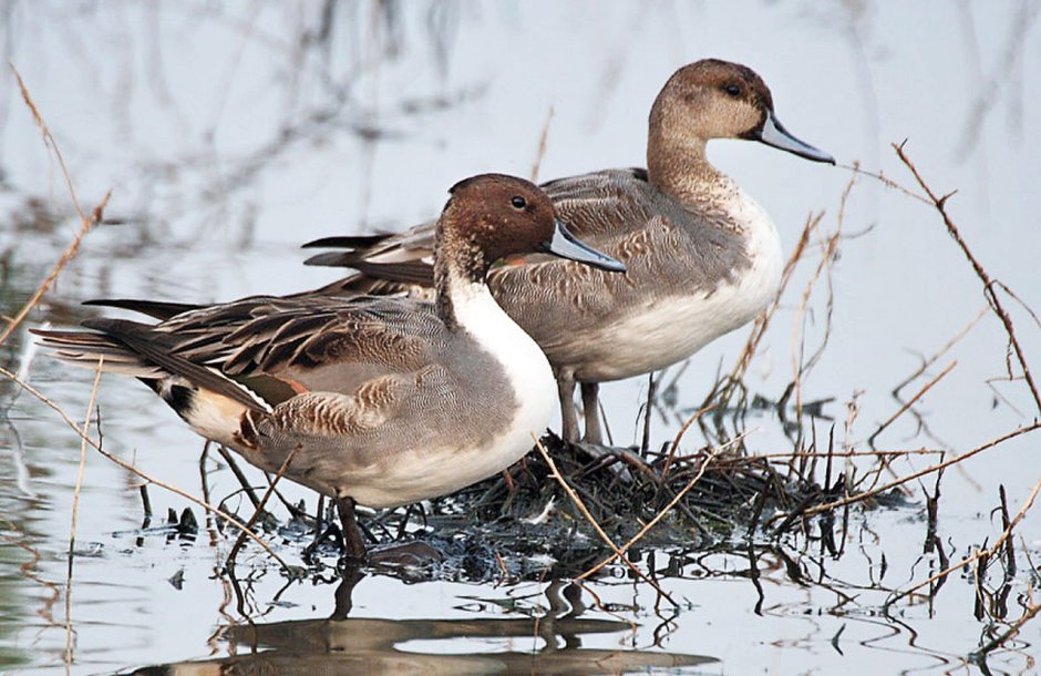 Шилохвость селезень