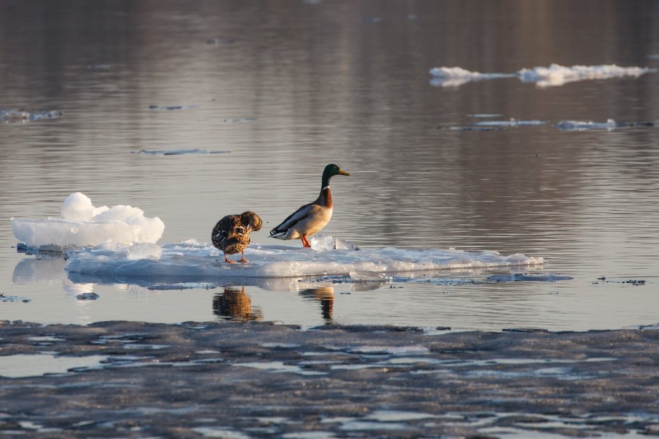 Льдины плывут