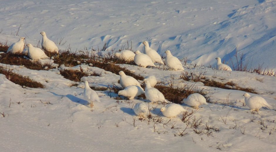 Куропатка Красноярского края