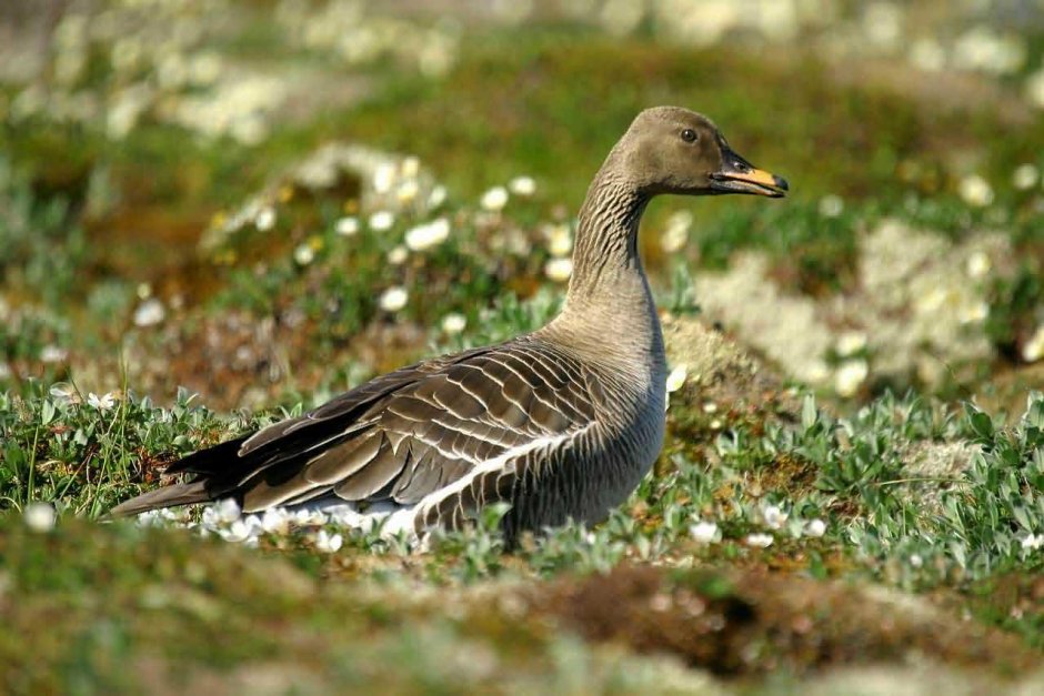 Тундровый гуменник