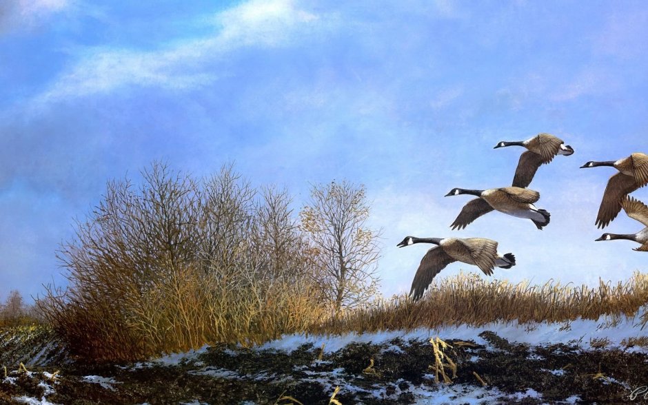Дикие гуси весной