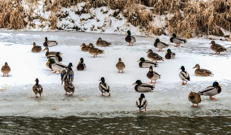 Плавающие птицы