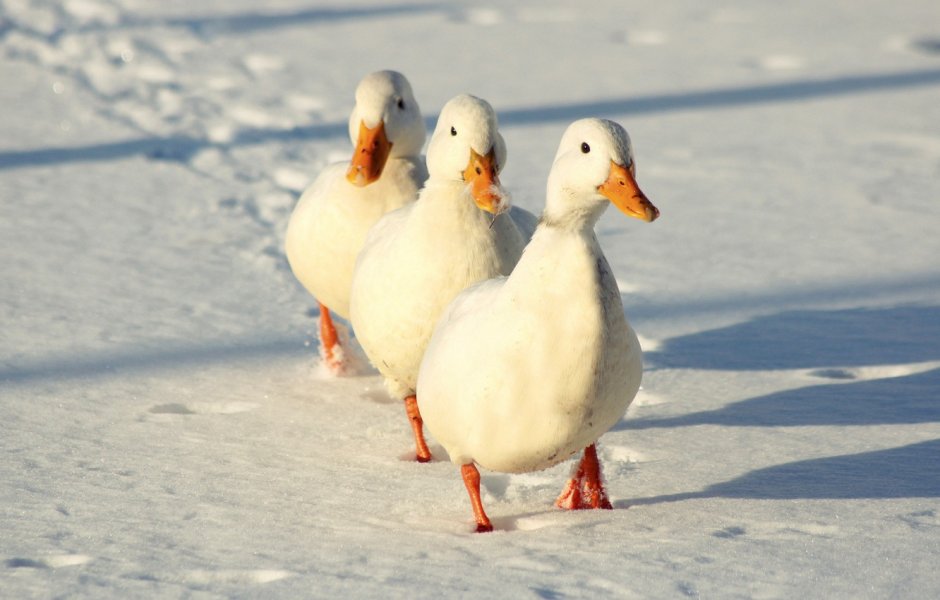 Утки на реке