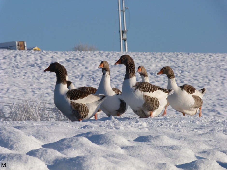 Дикий Гусь Северный