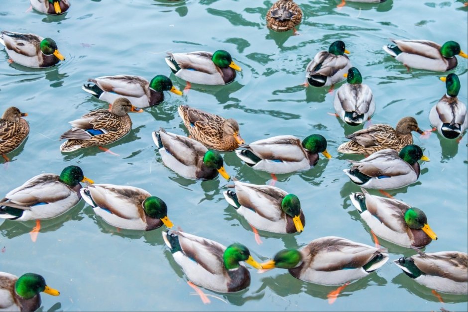 Утки в океане