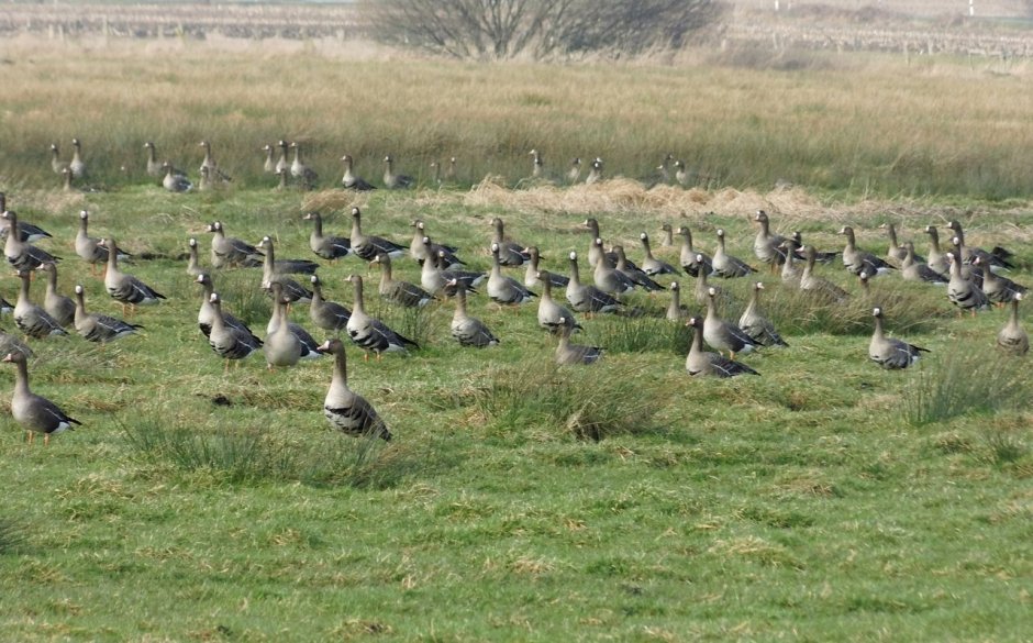 Гуси на поле