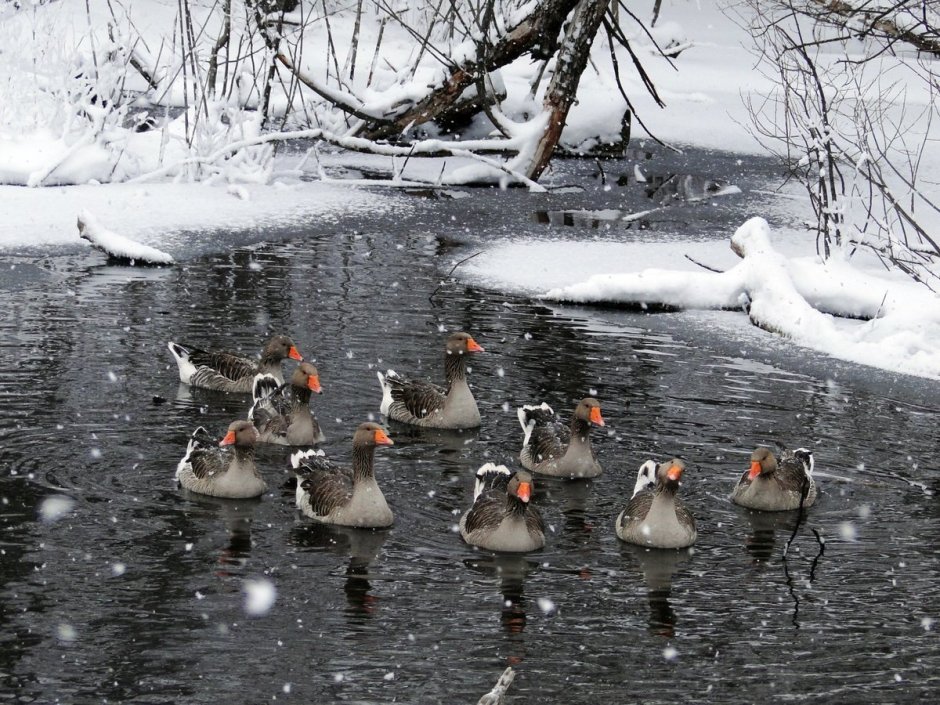 Дикие гуси зима