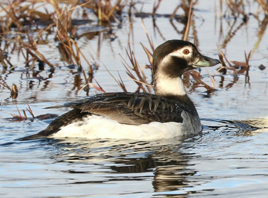 Морянка утка самец