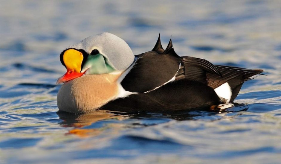 Северная утка – Гага обыкновенная