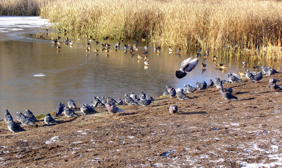 Весенние стаи птицы на озере