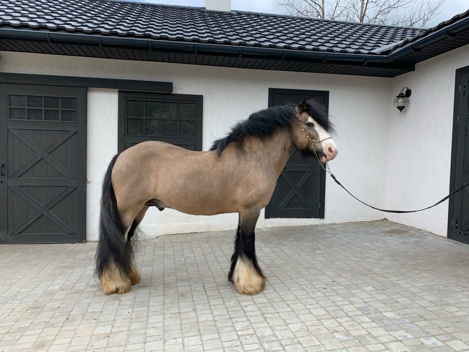 Лошадь 140 в холке