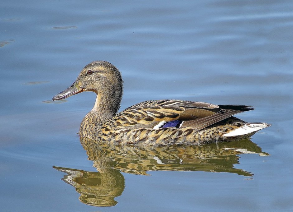 Утка водоплавающая птица кряква