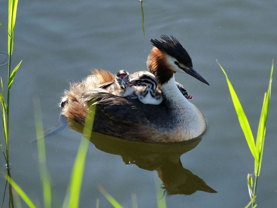 Водоплавающие чомга поганка