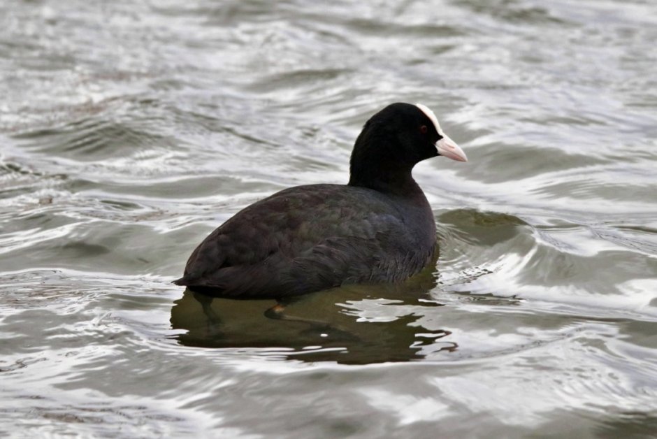 Лысуха журавлеобразная