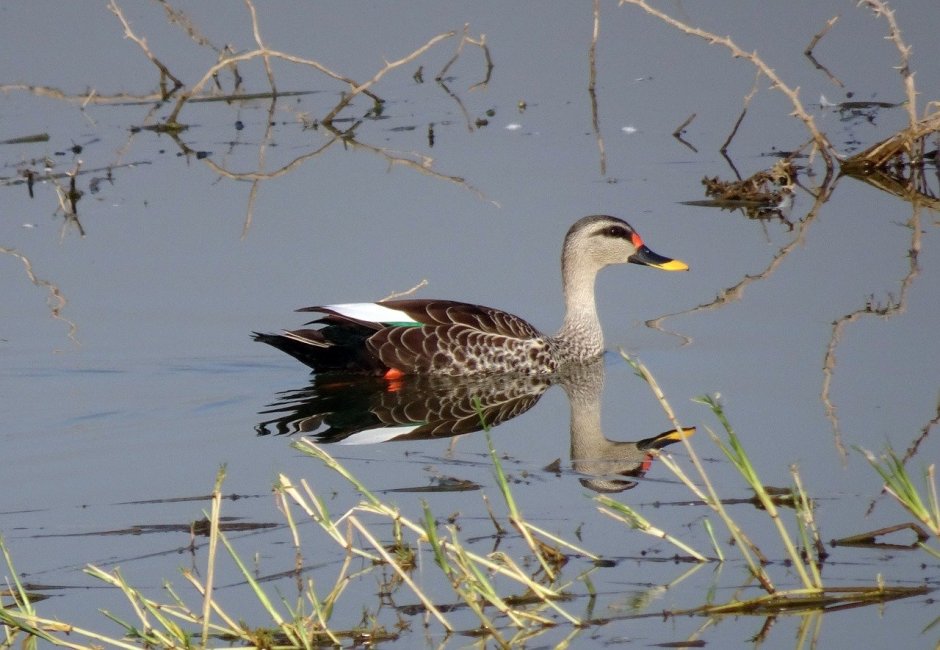 Водоплавающие птицы Пермского края