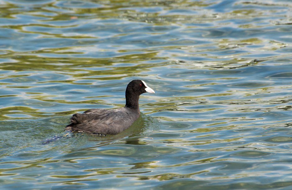 Водоплавающие птицы Ленинградской области