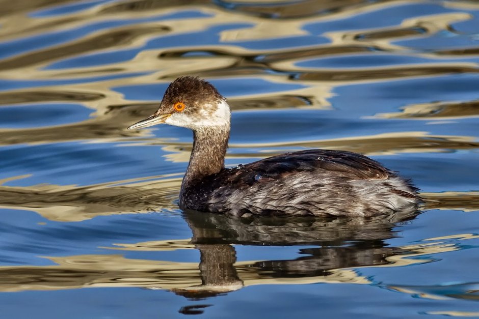 Podiceps nigricollis