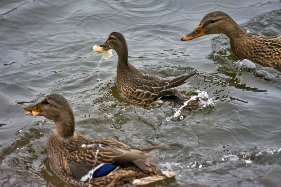 Утки водоплавающие птицы Ленинградской области