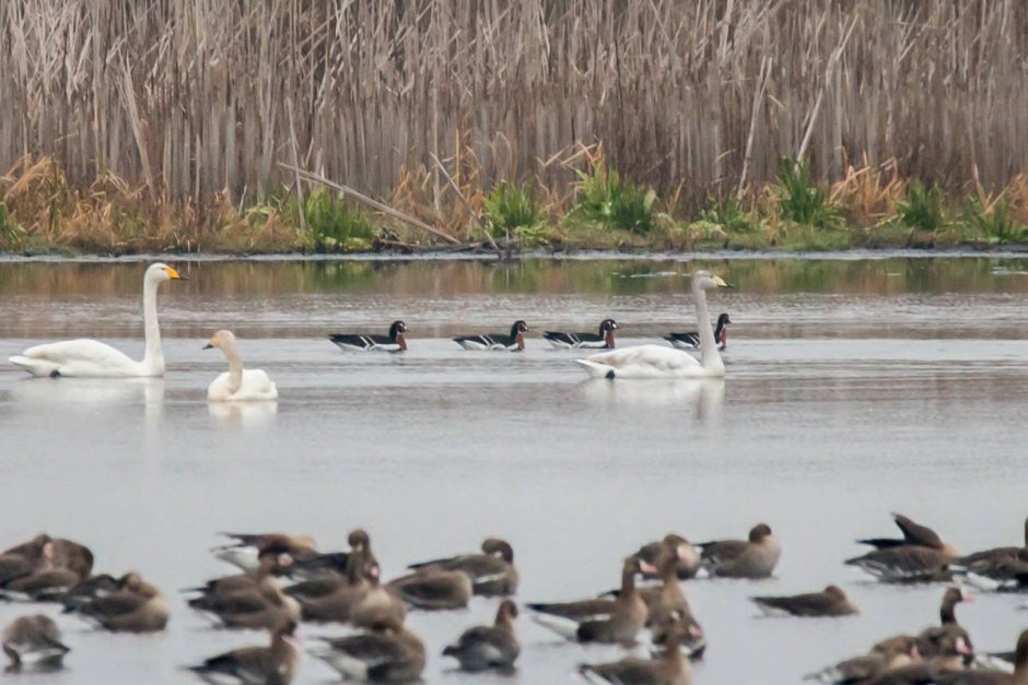 Водоплавающие птицы Беларуси фото