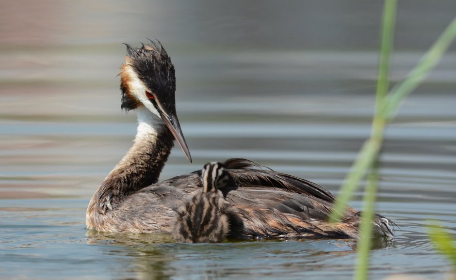 Водоплавающие чомга поганка