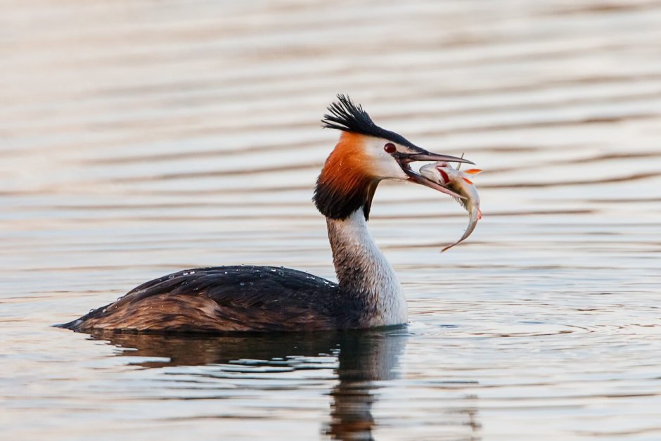 Большая поганка чомга