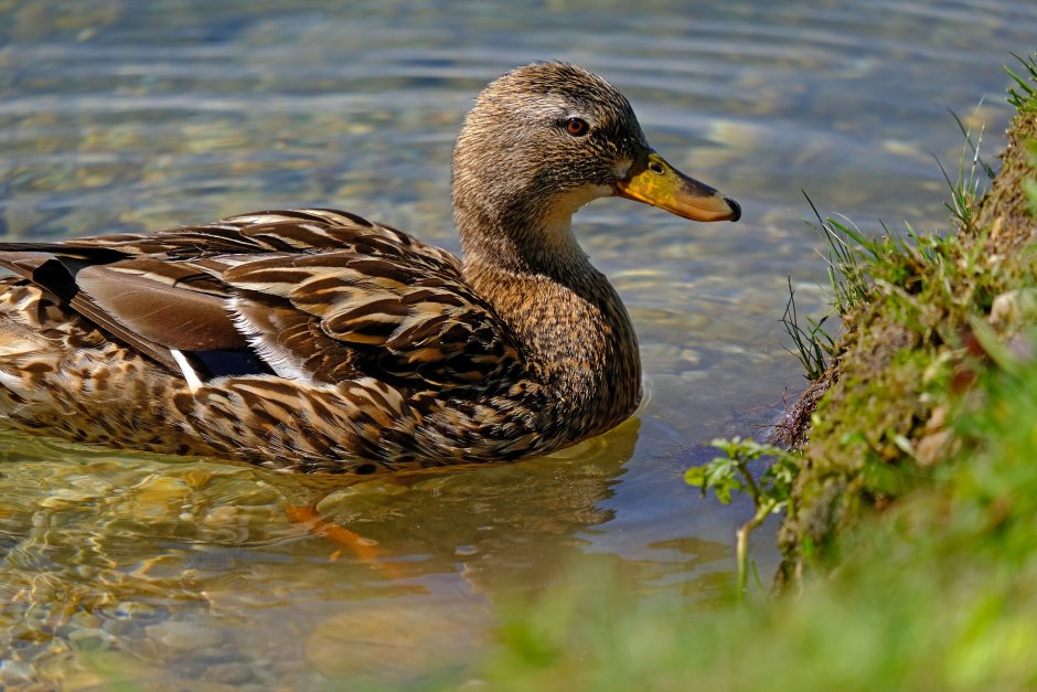 Болотная утка кряква