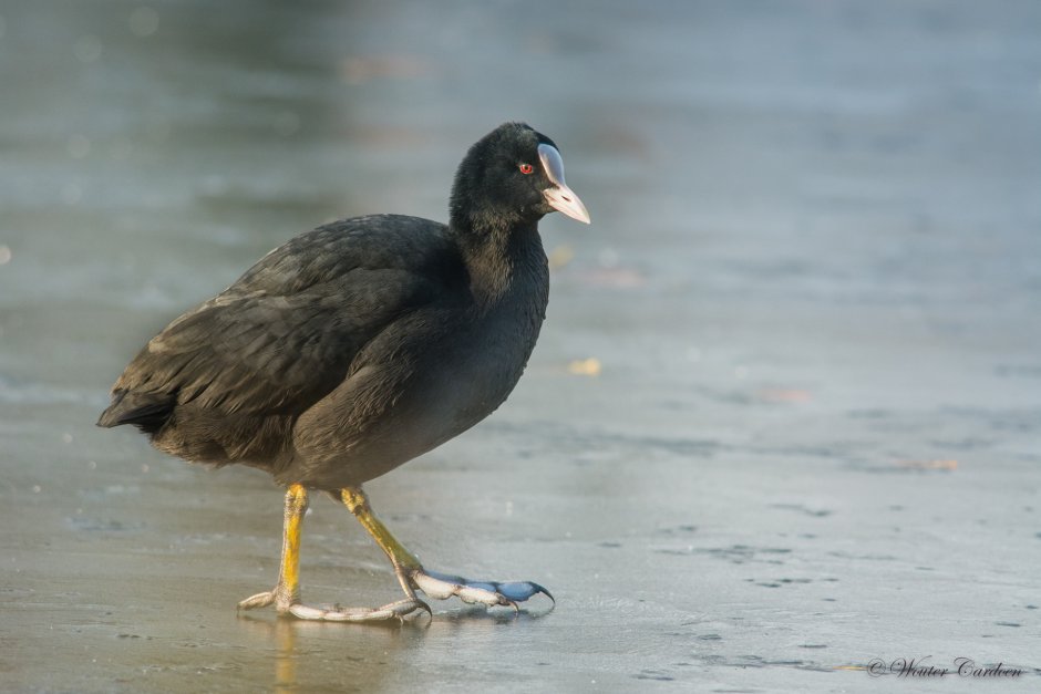 Водоплавающие птицы в Измайловском лесопарке