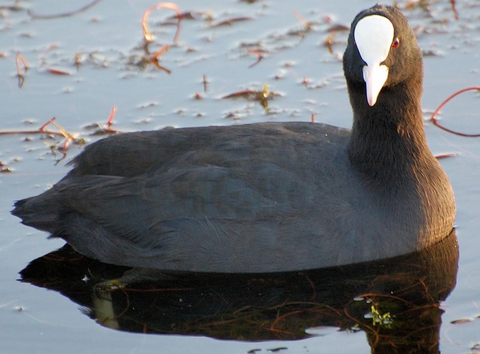 Болотная Курочка лысуха