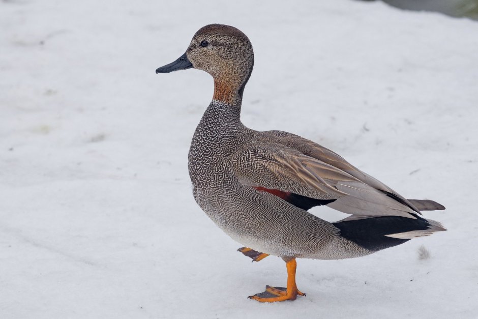 Болотная Курочка лысуха