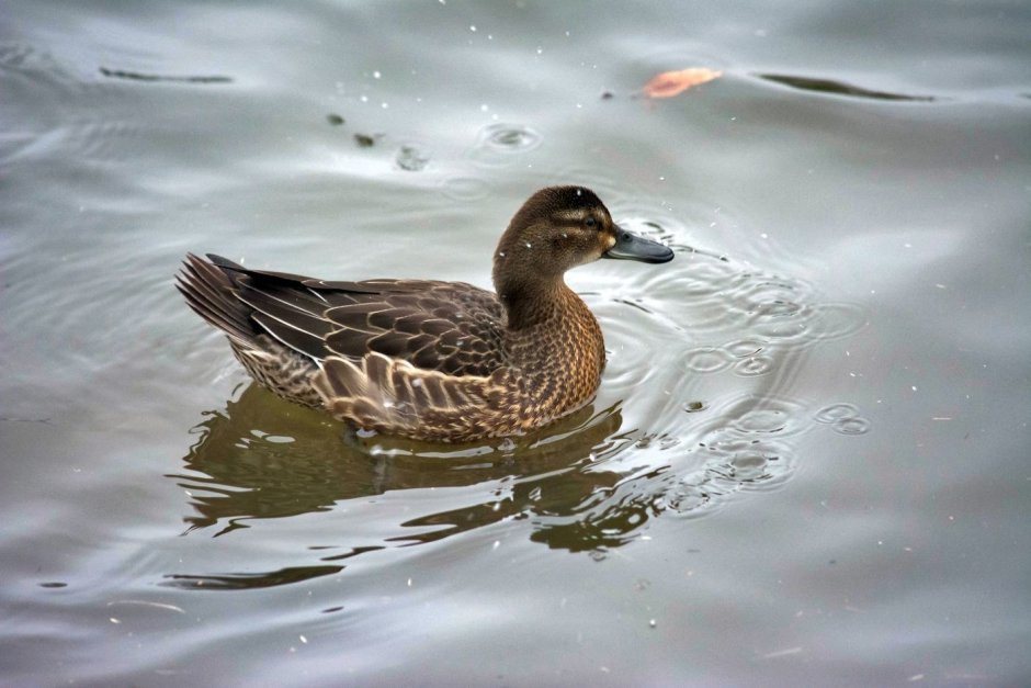 Синекрылый чирок